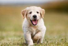 El sexo del perro y las alergias